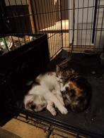 Poesjes zoeken nieuw thuis, Dieren en Toebehoren, Katten en Kittens | Overige Katten, Poes, Kortharig, 0 tot 2 jaar
