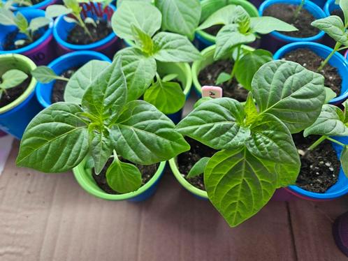 diverse peper planten 🌶, Tuin en Terras, Planten | Tuinplanten, Eenjarig, Volle zon, Zomer, Ophalen of Verzenden