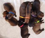 Mechelse herder puppies, Particulier, Rabiës (hondsdolheid), Meerdere, Teef