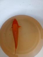 Japanse koi, Dieren en Toebehoren, Vissen | Vijvervissen, Karper of Koi