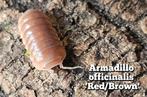 Armadillo officinalis 'Red/Brown', Overige soorten