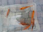 6 windes., Dieren en Toebehoren, Vissen | Vijvervissen, Karper of Koi