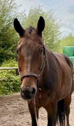 Brave kinderpony's, KWPN'er, welsh pony wegens eind manege, Dieren en Toebehoren, Pony's, Gechipt, Niet van toepassing, Recreatiepony