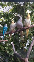 1 jonge valkparkiet, koppel zebravinken, grasparkiet, Dieren en Toebehoren, Vogels | Parkieten en Papegaaien, Meerdere dieren