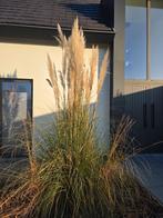 Pampas pluimen - decoratie, Ophalen