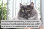Siberische kat katers, Kater, Gechipt, 3 tot 5 jaar