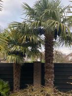 Mooie grote trossen zaad, palmboom Trachycarpus Fortunei, Tuin en Terras, Bloembollen en Zaden, Ophalen of Verzenden, Gehele jaar