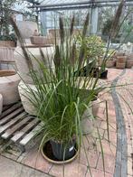 Pennisetum viridescens - Lampenpoetsersgras €19,95, Volle zon, Vaste plant, Siergrassen, Ophalen of Verzenden