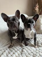 Frenchie pup’s, CDV (hondenziekte), 8 tot 15 weken, Bulldog, Meerdere