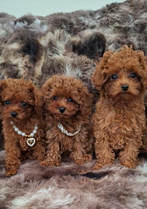 🩷🩷 Prachtige mini toy poedel teefjes 🩷🩷, Dieren en Toebehoren, Honden | Chihuahua's en Gezelschapshonden, Teef, Poedel, Particulier