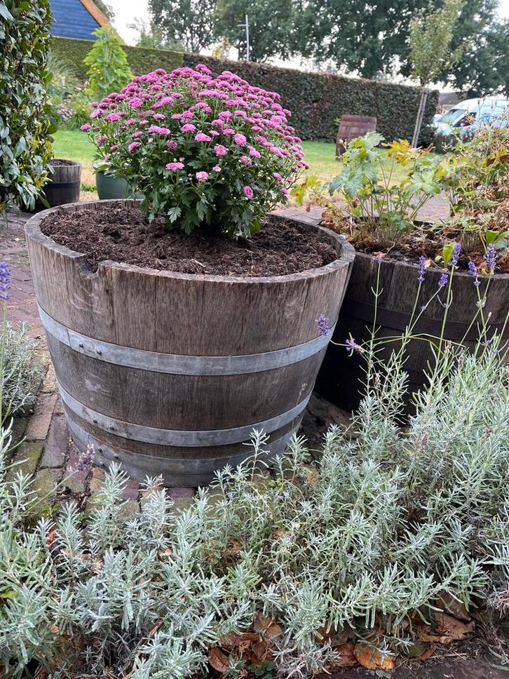 Bloembak eiken half wijnvat whiskyvat vijver palmboom vijgen, Tuin en Terras, Bloembakken en Plantenbakken, Nieuw, Hout, Binnen