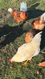 Haan, Dieren en Toebehoren, Pluimvee, Mannelijk, Kip