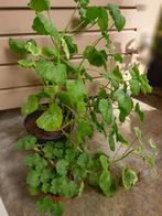Twee geranium plantjes, pelargonium voor tuin en moestuin, Overige soorten, Vaste plant, Ophalen of Verzenden, Halfschaduw