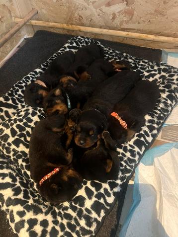 Rottweiler pups beschikbaar voor biedingen