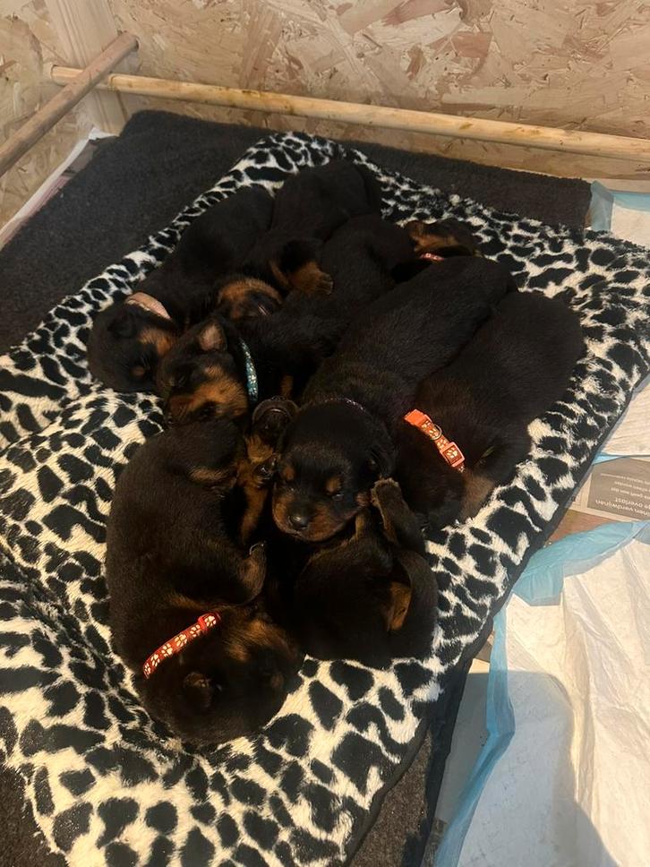 Rottweiler pups, Dieren en Toebehoren, Honden | Bulldogs, Pinschers en Molossers, Meerdere dieren, Rottweiler, Particulier, Meerdere