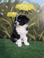 Te koop prachtige kleurrijke pups, Dieren en Toebehoren, HCC (leverziekte), Overige rassen, 8 tot 15 weken, Meerdere