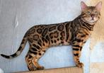 # bengaal dek kater met stamboom #( staat ter dekking) !!!!, Dieren en Toebehoren, Katten en Kittens | Overige Katten
