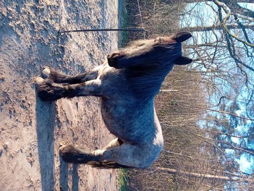 Trekpaard, Dieren en Toebehoren, Paarden, Merrie, Zadelmak, 160 tot 165 cm, 7 tot 10 jaar, Recreatiepaard, Met stamboom, Gechipt
