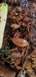 Porcellio laevis “orange” isopod tropische pissebedden, Dieren en Toebehoren, Insecten en Spinnen, Overige soorten