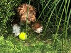 Gastgezin gezocht voor aus labradoodke reu, Rabiës (hondsdolheid), 15 weken tot 1 jaar, Reu, Eén hond