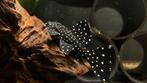 L240 Vampire Pleco, Vis