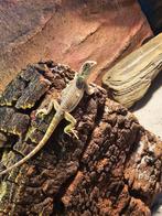 Te koop 2 baby baardagamen, Dieren en Toebehoren, Reptielen en Amfibieën, 0 tot 2 jaar