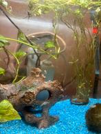 Verschillende grotes baby guppen, Dieren en Toebehoren, Vissen | Aquariumvissen, Vis, Zoetwatervis, Schoolvis