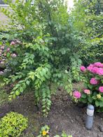 Boompje (gratis), Tuin en Terras, Planten | Bomen, Ophalen, Halfschaduw, Overige soorten, Lente