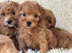 Maltpoo pups mogen weg reutjes 1000€ teefjes 1250€, Dieren en Toebehoren, Honden | Chihuahua's en Gezelschapshonden, Nederland