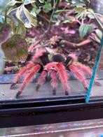 Brachypelma Boehmei vogelspin, Dieren en Toebehoren, Insecten en Spinnen, Spin of Schorpioen