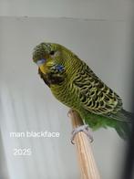 Grasparkiet blackface man split blauw., Dieren en Toebehoren, Vogels | Parkieten en Papegaaien, Mannelijk, Parkiet