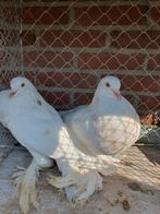 Hollandse kroppers diverse, Dieren en Toebehoren, Meerdere dieren, Overige soorten