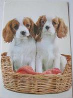 twee spaniels in mand - 1977, Gelopen, 1960 tot 1980, Verzenden, Hond of Kat