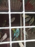 Diverse kleuren grasparkieten, Dieren en Toebehoren, Vogels | Parkieten en Papegaaien, Meerdere dieren, Parkiet