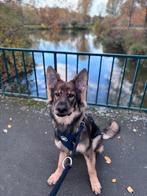 Herringbone Harness Non-Restrictive, Ophalen of Verzenden, Zo goed als nieuw