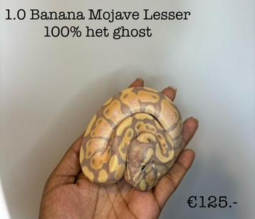1.0 Banana Mojave Lesser 100% het ghost NK24 beschikbaar voor biedingen