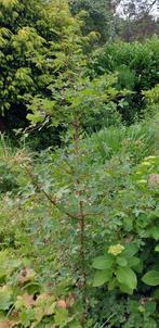 veldesdoorn, Acer Campestre,Spaanse aak, sterke haag, 100 st, Tuin en Terras, Planten | Struiken en Hagen, Ophalen, Esdoorn, Haag