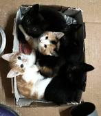 Kittens, Meerdere dieren