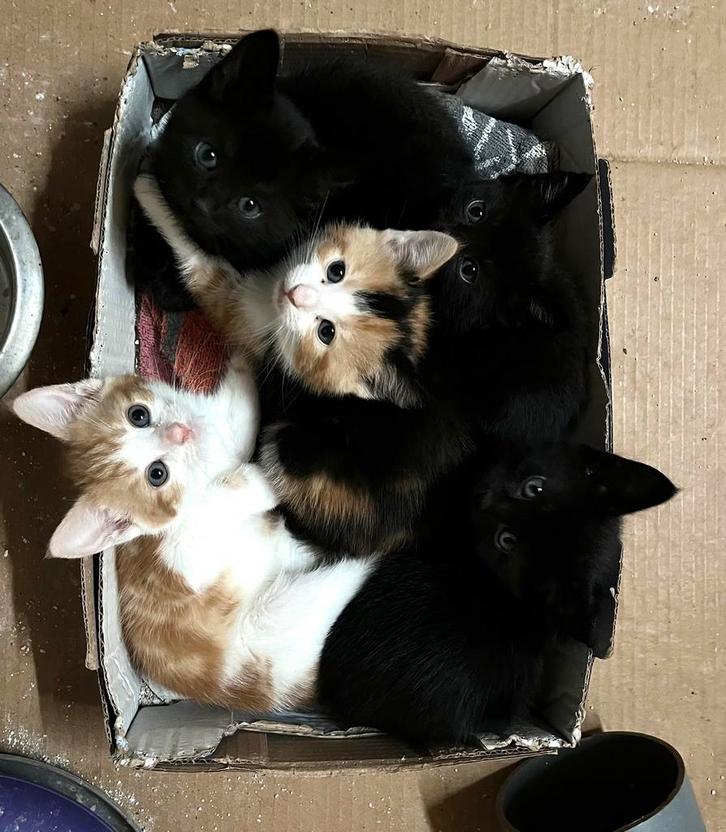 Kittens, Dieren en Toebehoren, Katten en Kittens | Overige Katten, Meerdere dieren