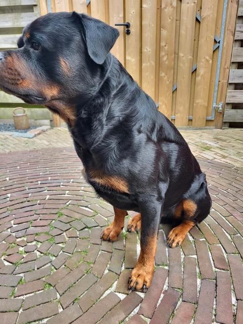 Rotweiler Dekreu FCI stamboom Ipo Knpv, Dieren en Toebehoren, Honden | Dekreuen, Reu, Particulier, Eén hond, Nederland, 3 tot 5 jaar