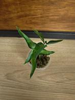 Syngonium angustatum "Little star" plantje/stekje, Ophalen of Verzenden, Halfschaduw, Minder dan 100 cm