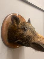 Taxidermie wild zwijn, Verzamelen, Dierenverzamelingen, Ophalen, Zo goed als nieuw, Beeldje of Figuurtje