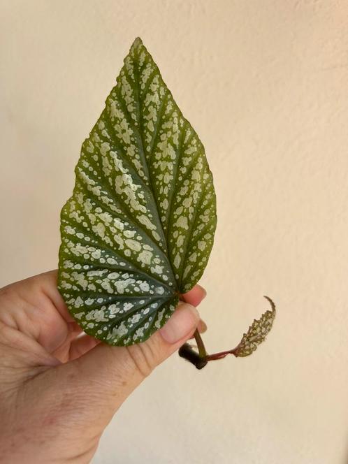 Begonia argenteo guttata, gewortelde stek met uitloper, Huis en Inrichting, Kamerplanten, Overige soorten, Minder dan 100 cm, Ophalen of Verzenden