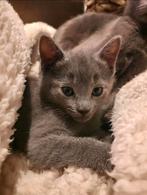 Raszuivere Blauwe Rus kitten (poesje) beschikbaar, Poes, Gechipt