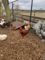 Mooie haan, Dieren en Toebehoren, Mannelijk, Kip