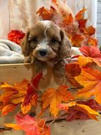 Maltipoo pups (cavelier king charels spaniel x maltipoo), Dieren en Toebehoren, Honden | Chihuahua's en Gezelschapshonden, Rabiës (hondsdolheid)