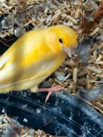 Kanarie 2025, Dieren en Toebehoren, Vogels | Kanaries, Mannelijk