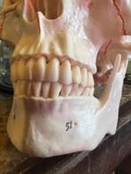Prachtig anatomisch model menselijke schedel 1:1, Antiek en Kunst, Curiosa en Brocante, Ophalen of Verzenden