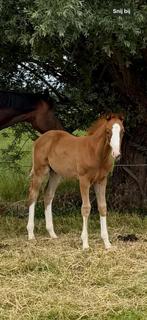 Speciaal hengstveulen uit sportstam, Dieren en Toebehoren, Paarden, Minder dan 160 cm, Niet van toepassing, Dressuurpaard, 0 tot 2 jaar
