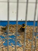 Koppel cubavinken, Meerdere dieren, Tropenvogel